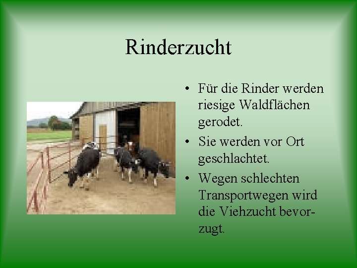 Rinderzucht • Für die Rinder werden riesige Waldflächen gerodet. • Sie werden vor Ort