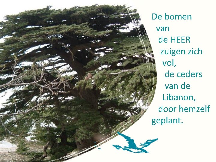 De bomen van de HEER zuigen zich vol, de ceders van de Libanon, door