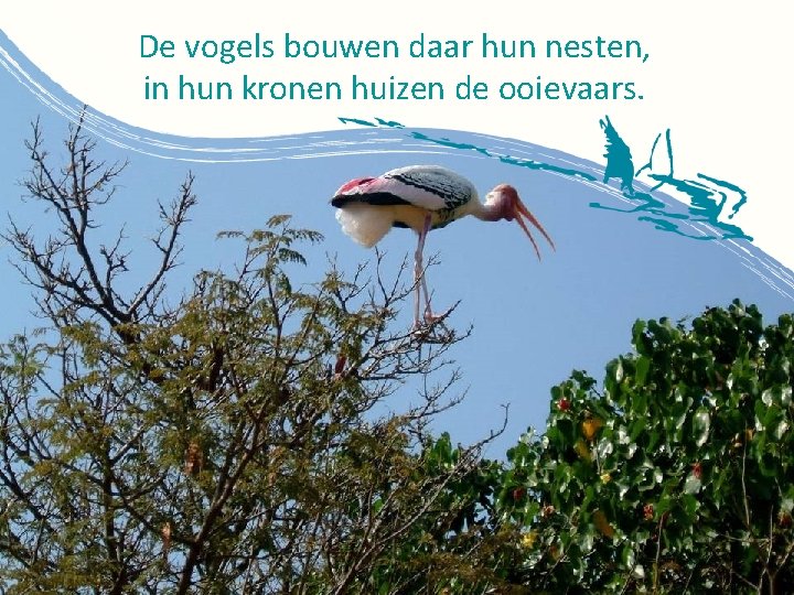 De vogels bouwen daar hun nesten, in hun kronen huizen de ooievaars. 