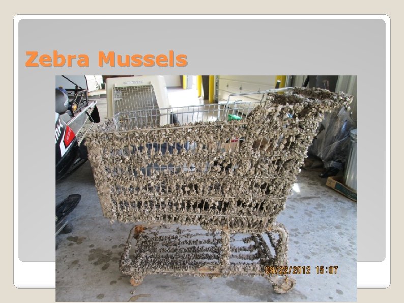 Zebra Mussels 