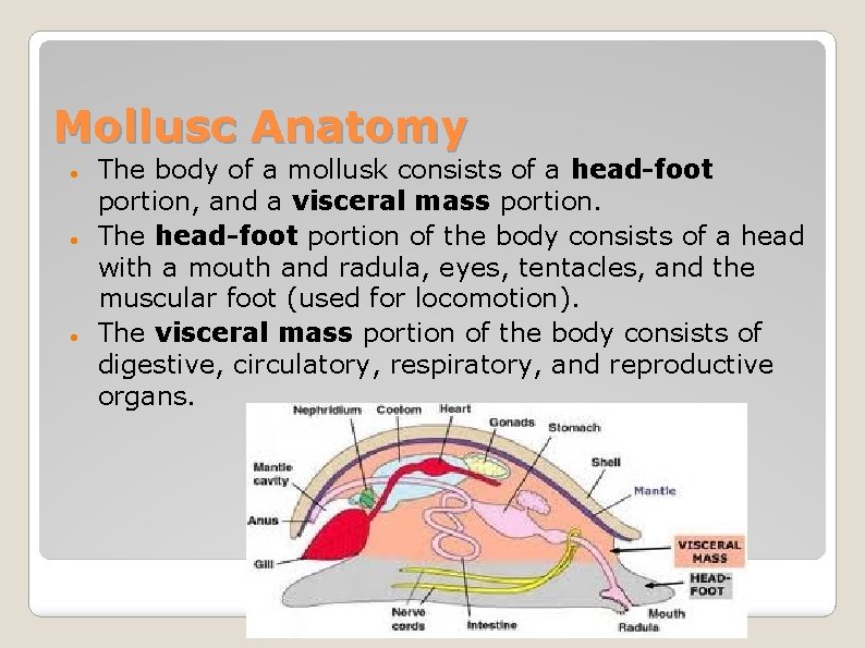 Mollusc Anatomy The body of a mollusk consists of a head-foot portion, and a