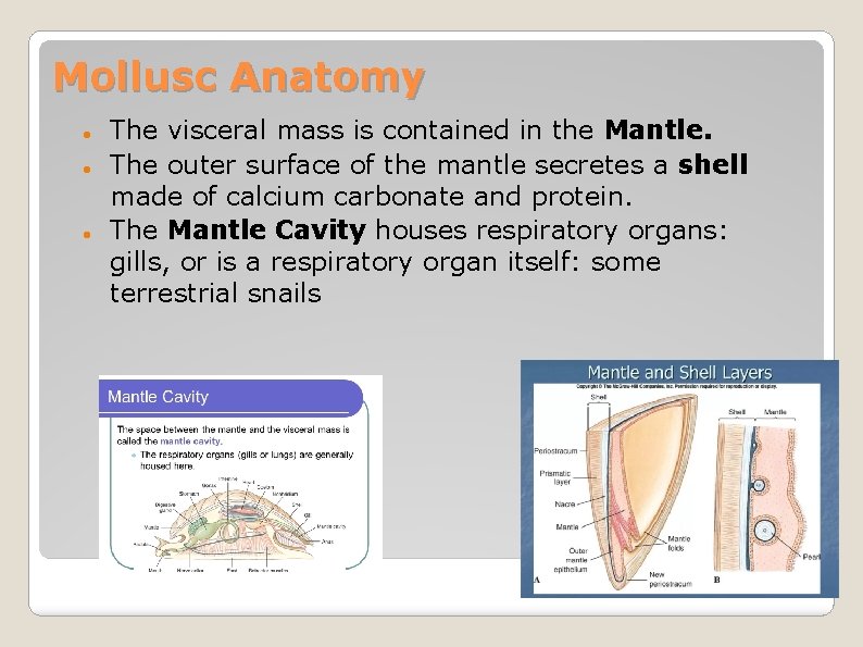 Mollusc Anatomy The visceral mass is contained in the Mantle. The outer surface of