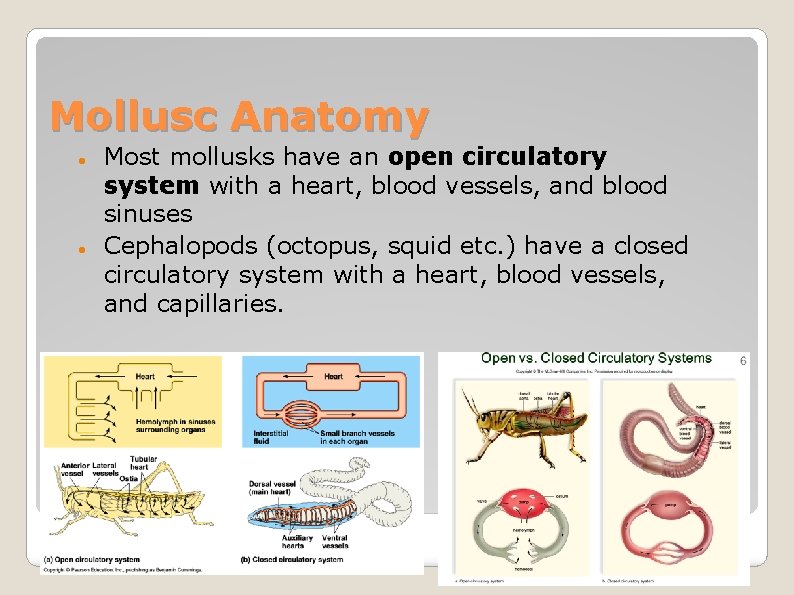 Mollusc Anatomy Most mollusks have an open circulatory system with a heart, blood vessels,