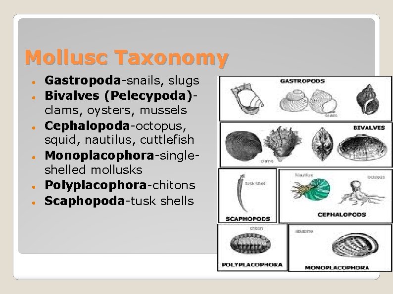 Mollusc Taxonomy Gastropoda-snails, slugs Bivalves (Pelecypoda)clams, oysters, mussels Cephalopoda-octopus, squid, nautilus, cuttlefish Monoplacophora-singleshelled mollusks