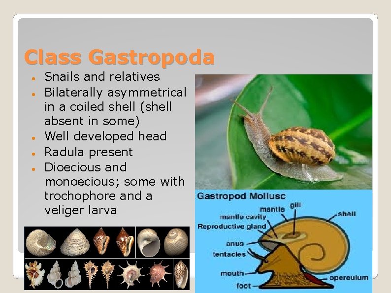 Class Gastropoda Snails and relatives Bilaterally asymmetrical in a coiled shell (shell absent in