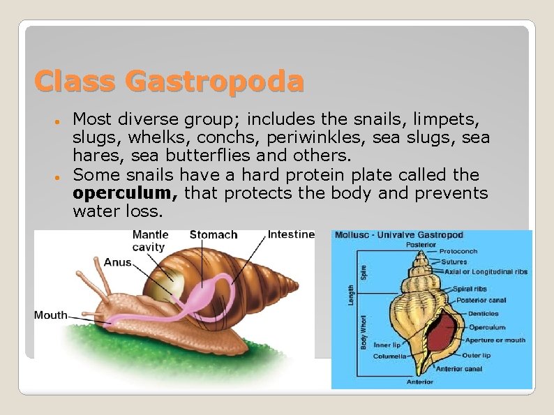 Class Gastropoda Most diverse group; includes the snails, limpets, slugs, whelks, conchs, periwinkles, sea