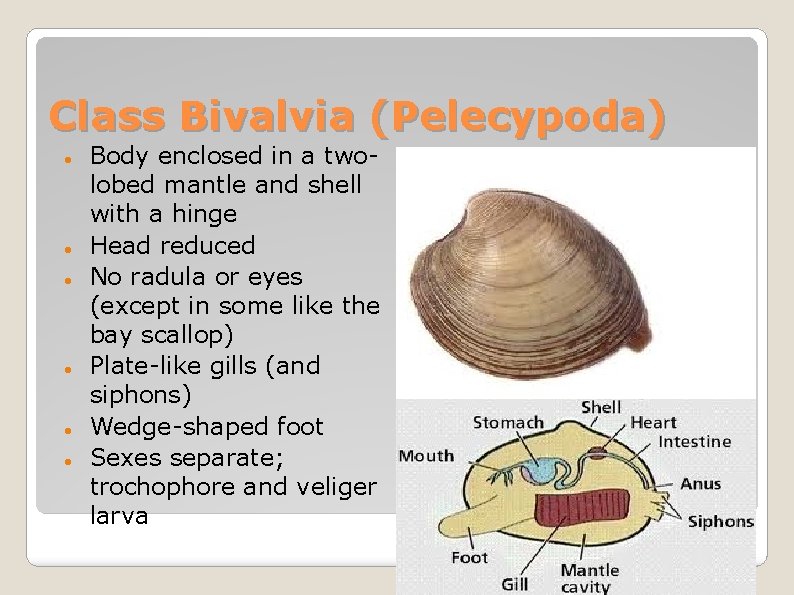 Class Bivalvia (Pelecypoda) Body enclosed in a twolobed mantle and shell with a hinge