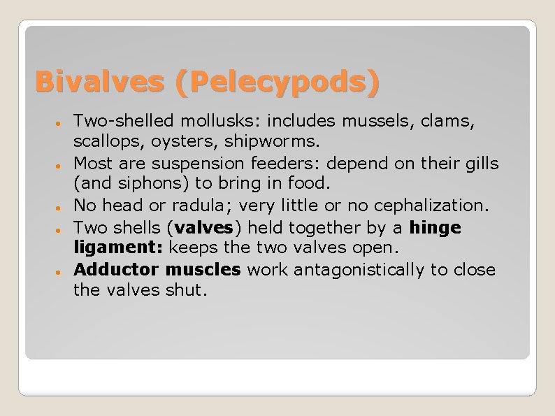 Bivalves (Pelecypods) Two-shelled mollusks: includes mussels, clams, scallops, oysters, shipworms. Most are suspension feeders: