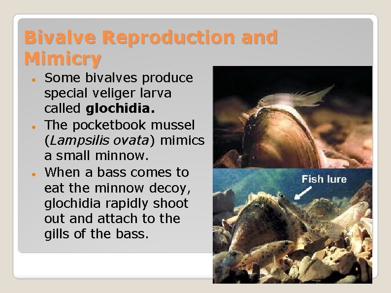 Bivalve Reproduction and Mimicry Some bivalves produce special veliger larva called glochidia. The pocketbook