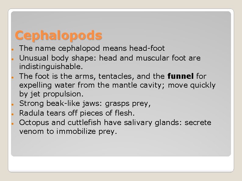 Cephalopods The name cephalopod means head-foot Unusual body shape: head and muscular foot are