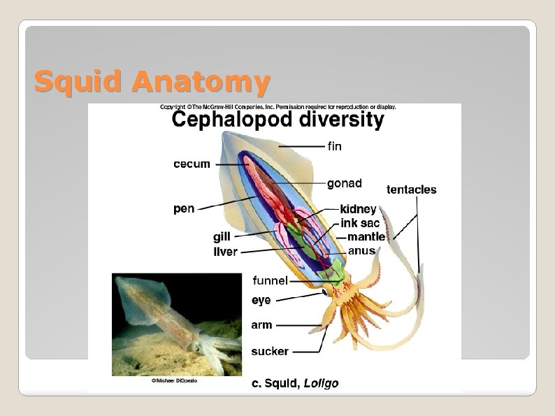 Squid Anatomy 