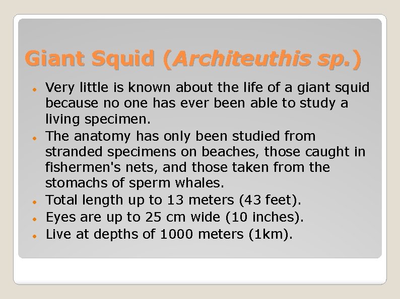 Giant Squid (Architeuthis sp. ) Very little is known about the life of a