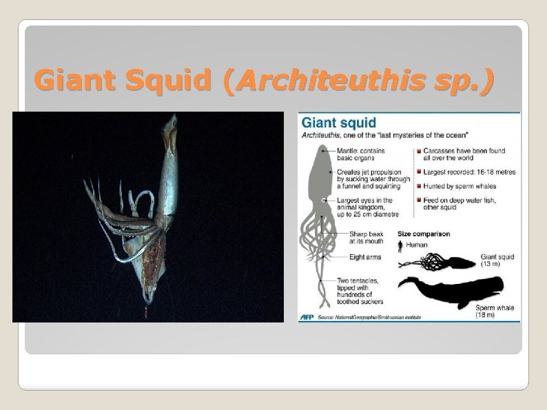 Giant Squid (Architeuthis sp. ) 