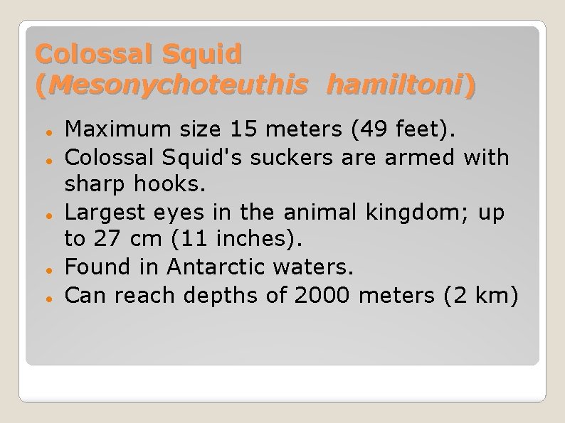 Colossal Squid (Mesonychoteuthis hamiltoni) Maximum size 15 meters (49 feet). Colossal Squid's suckers are