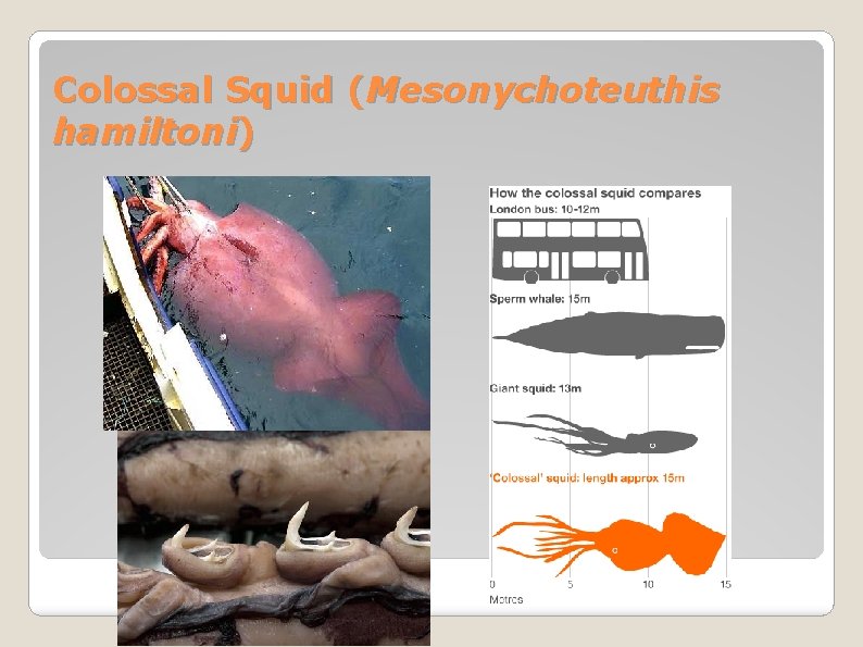 Colossal Squid (Mesonychoteuthis hamiltoni) 