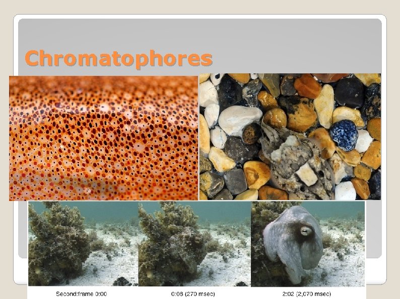 Chromatophores 