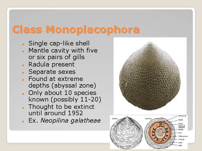 Class Monoplacophora Single cap-like shell Mantle cavity with five or six pairs of gills