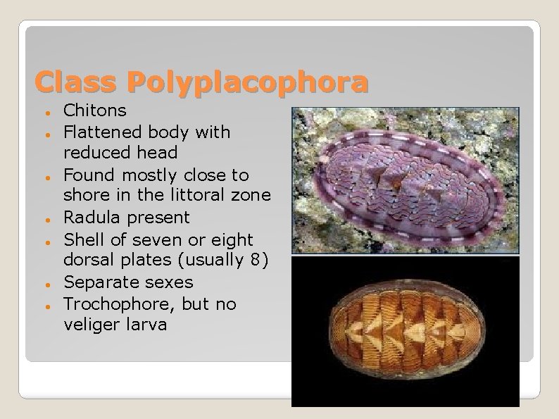 Class Polyplacophora Chitons Flattened body with reduced head Found mostly close to shore in