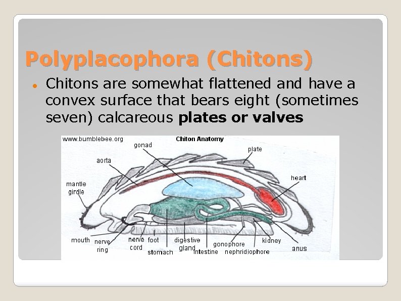 Polyplacophora (Chitons) Chitons are somewhat flattened and have a convex surface that bears eight