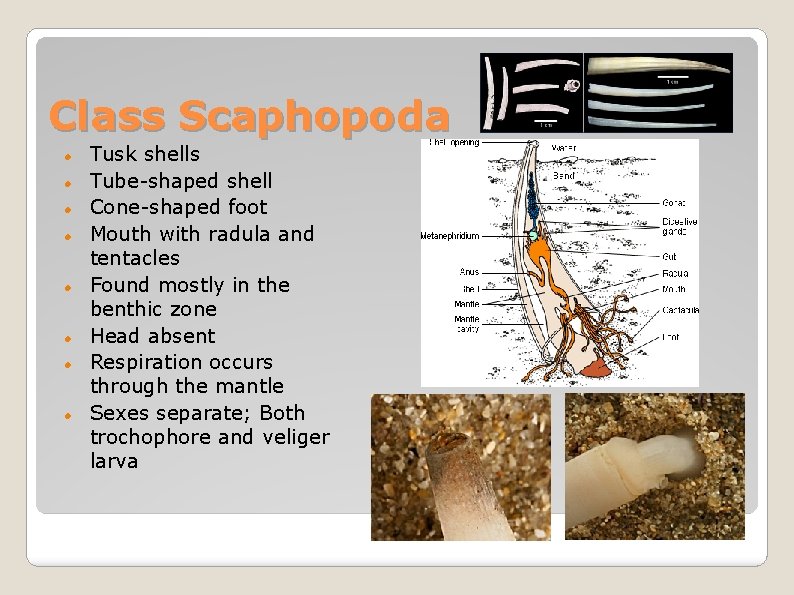 Class Scaphopoda Tusk shells Tube-shaped shell Cone-shaped foot Mouth with radula and tentacles Found