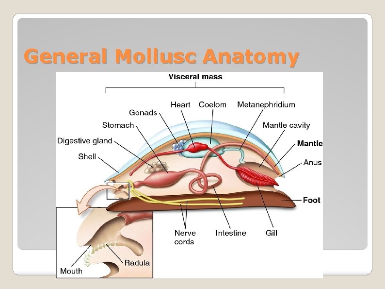 General Mollusc Anatomy 