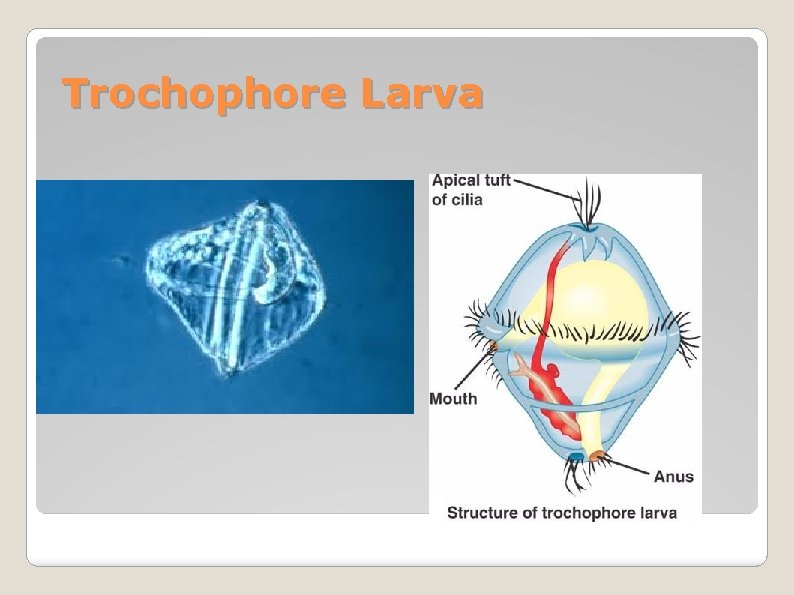 Trochophore Larva 