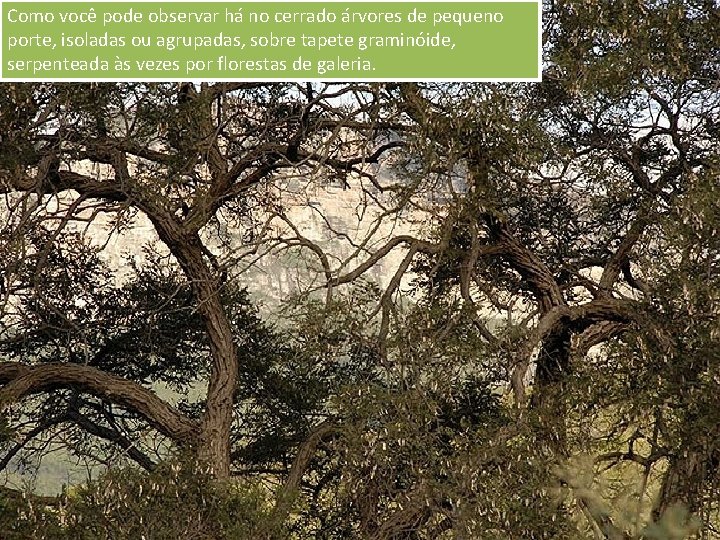 Como você pode observar há no cerrado árvores de pequeno porte, isoladas ou agrupadas,