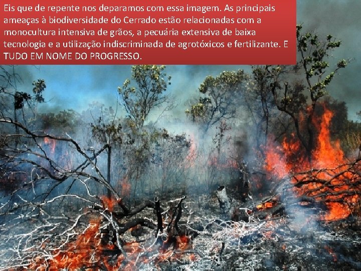 Eis que de repente nos deparamos com essa imagem. As principais ameaças à biodiversidade