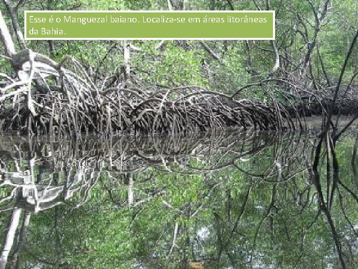 Esse é o Manguezal baiano. Localiza-se em áreas litorâneas da Bahia. 