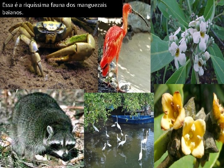 Essa é a riquíssima fauna dos manguezais baianos. 