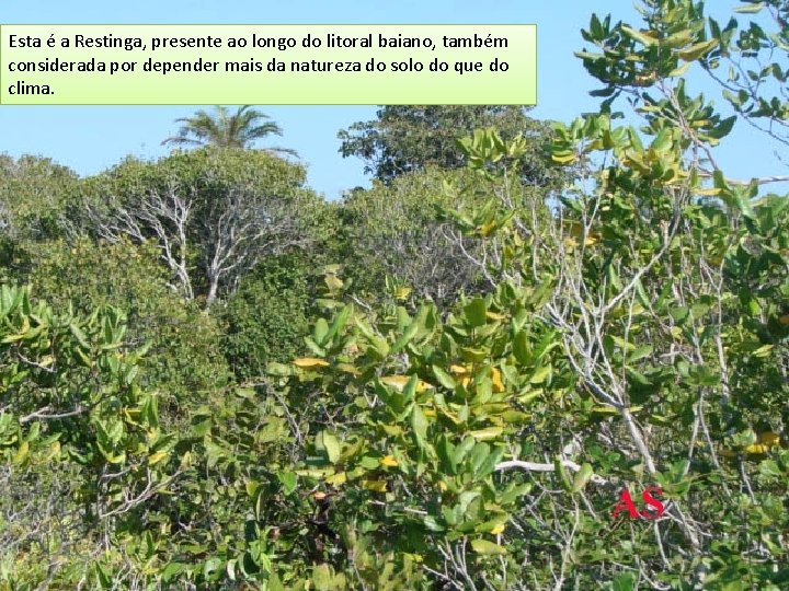 Esta é a Restinga, presente ao longo do litoral baiano, também considerada por depender