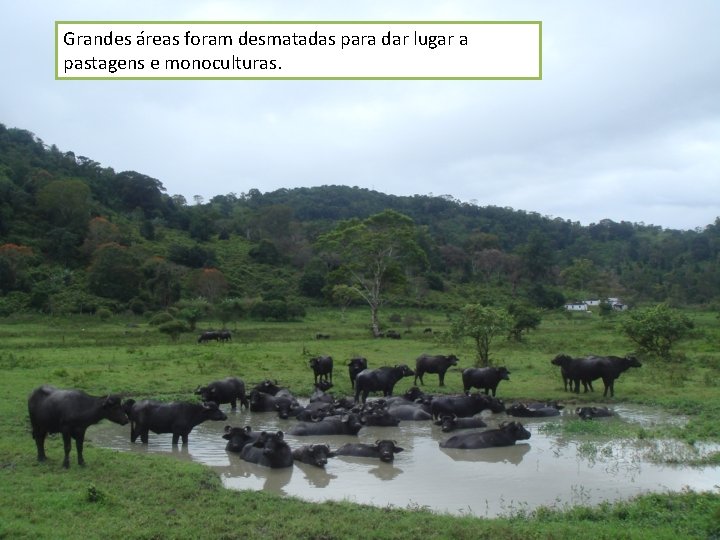 Grandes áreas foram desmatadas para dar lugar a pastagens e monoculturas. 