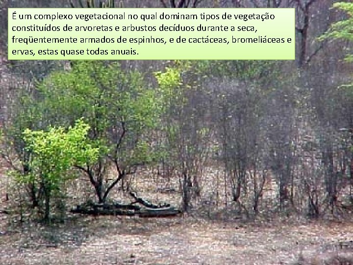 É um complexo vegetacional no qual dominam tipos de vegetação constituídos de arvoretas e