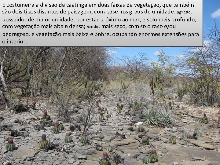 É costumeira a divisão da caatinga em duas faixas de vegetação, que também são