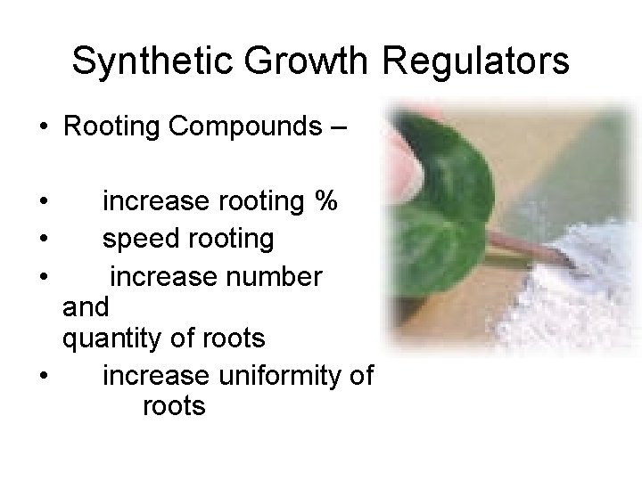 Synthetic Growth Regulators • Rooting Compounds – • • • increase rooting % speed