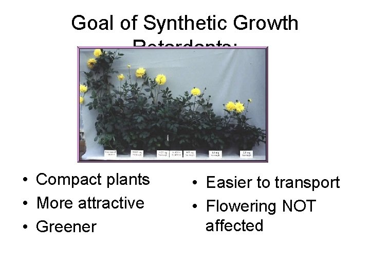 Goal of Synthetic Growth Retardants: • Compact plants • More attractive • Greener •