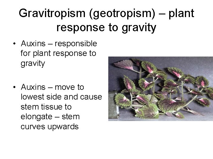 Gravitropism (geotropism) – plant response to gravity • Auxins – responsible for plant response