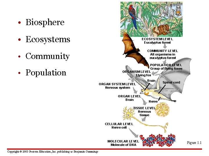  • Biosphere • Ecosystems ECOSYSTEM LEVEL Eucalyptus forest COMMUNITY LEVEL All organisms in