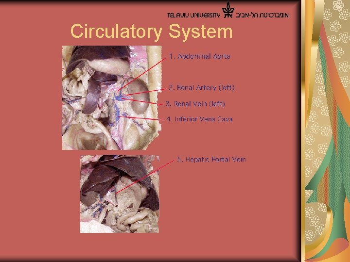  Circulatory System 