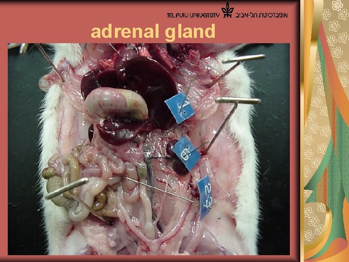  adrenal gland 