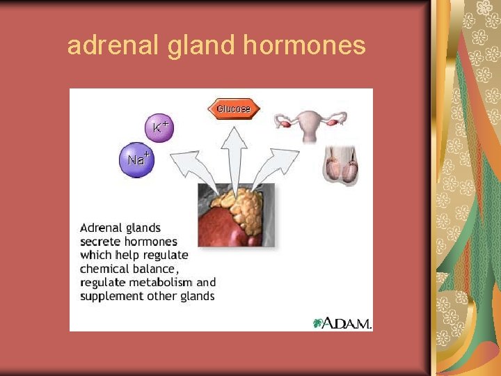 adrenal gland hormones 