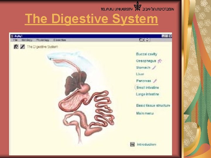  The Digestive System 