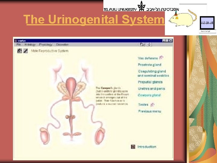 The Urinogenital System 