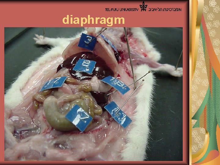  diaphragm 