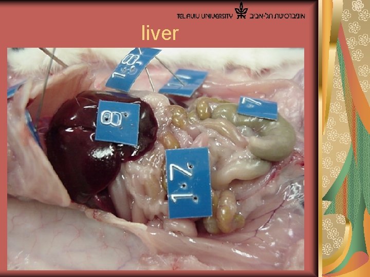  liver 