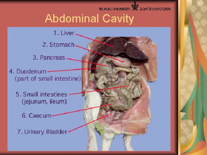  Abdominal Cavity 