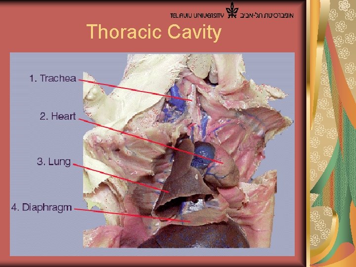  Thoracic Cavity 