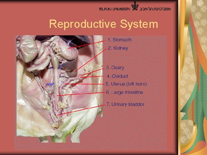  Reproductive System 