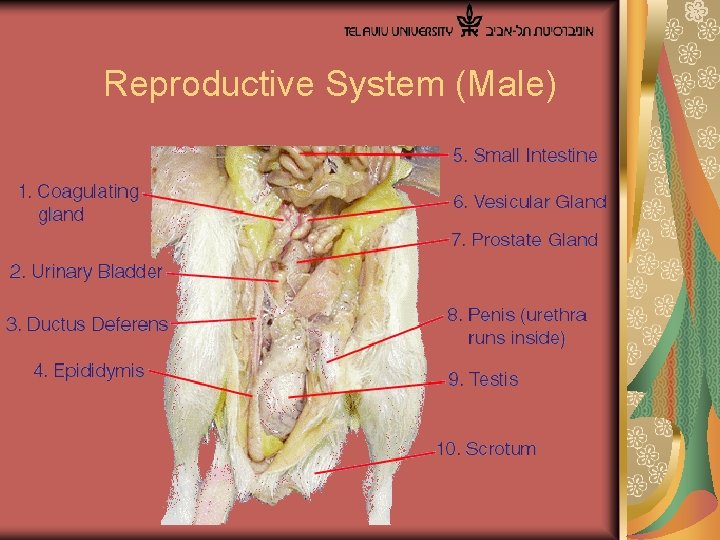  Reproductive System (Male) 