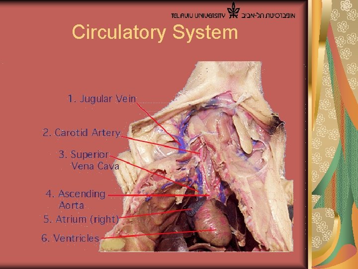  Circulatory System 